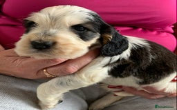 Cocker Spaniel dogs for sale: Health tested KC reg show type cocker spaniels  in Abergele - Image 19