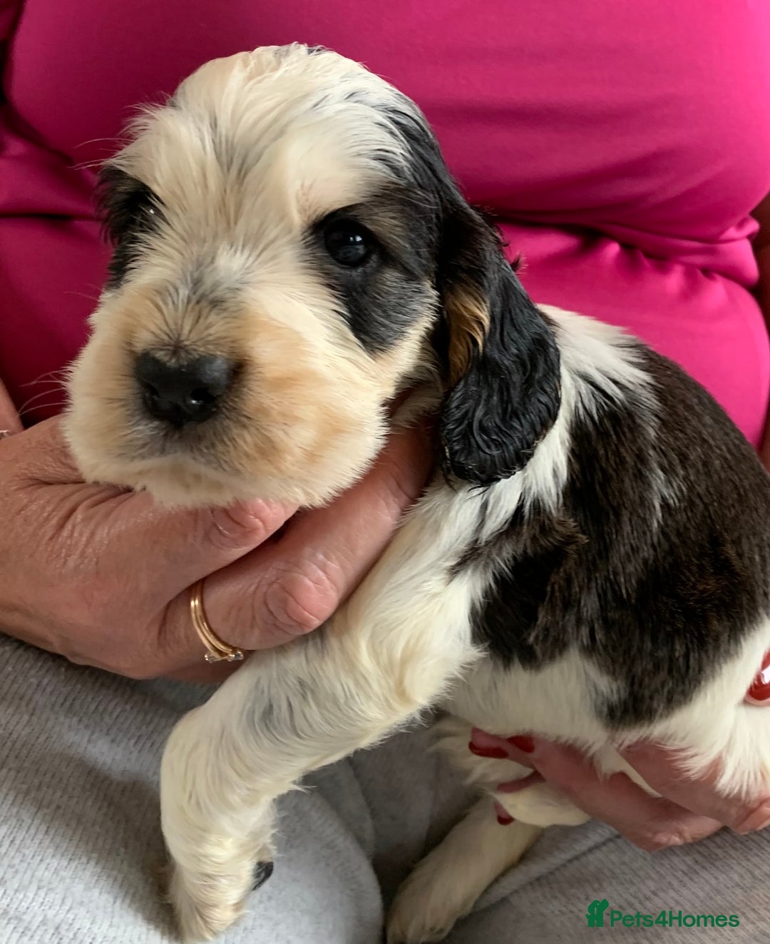 Cocker Spaniel dogs for sale: Health tested KC reg show type cocker spaniels  in Abergele - Image 19