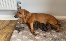 Mixed Breed dogs for sale: Whippet * patterdale  - Image 10