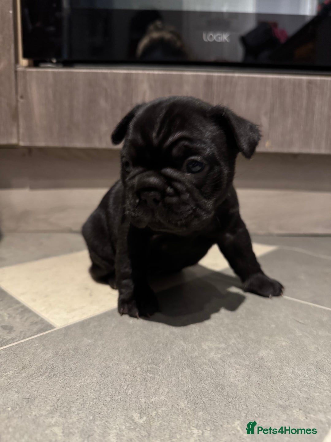 French Bulldog dogs for sale:  AMAZING PUPS  - Advert 22