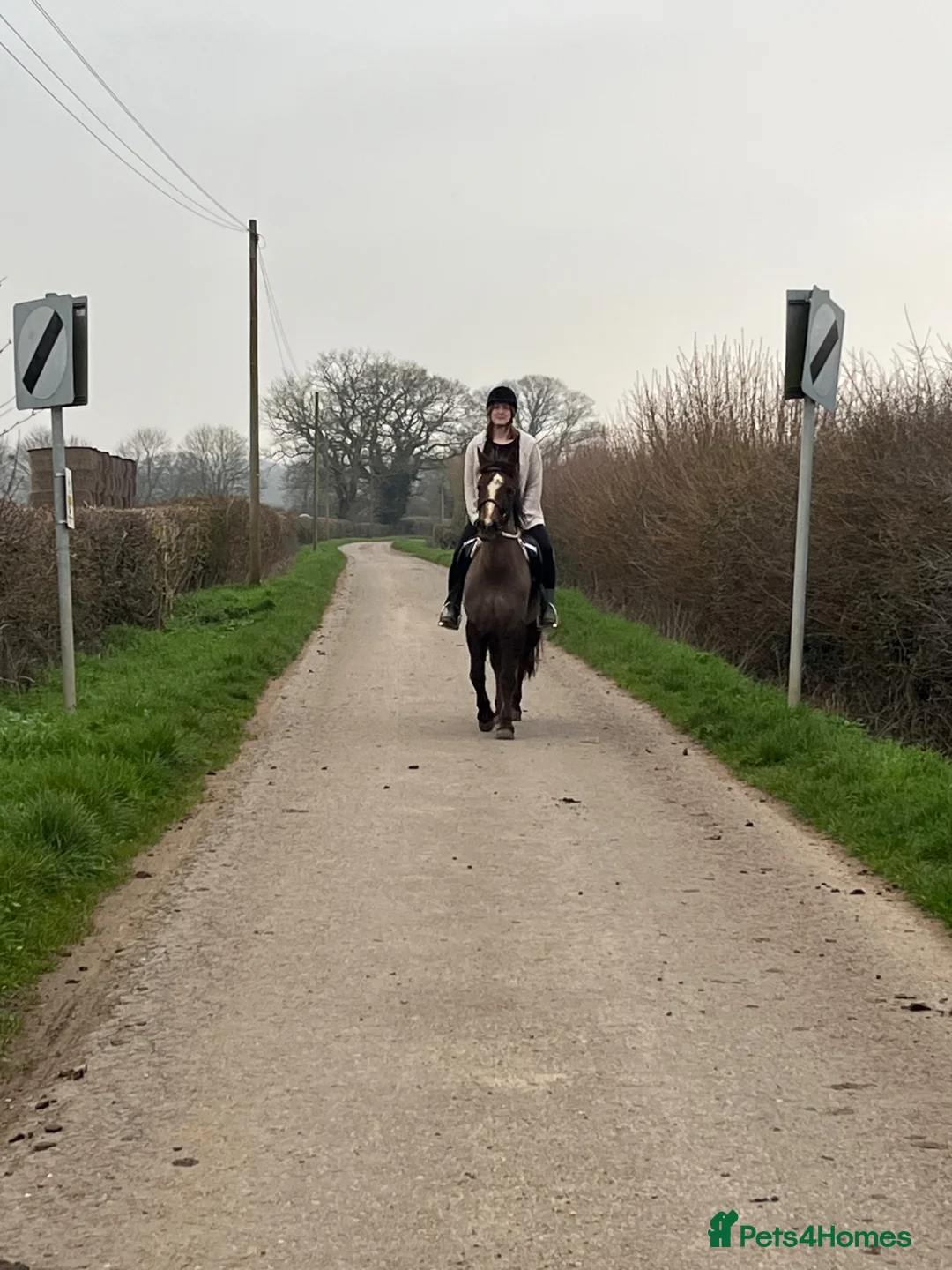 New Forest horses for sale: Willow, 13.2 liver chestnut  - Advert 7