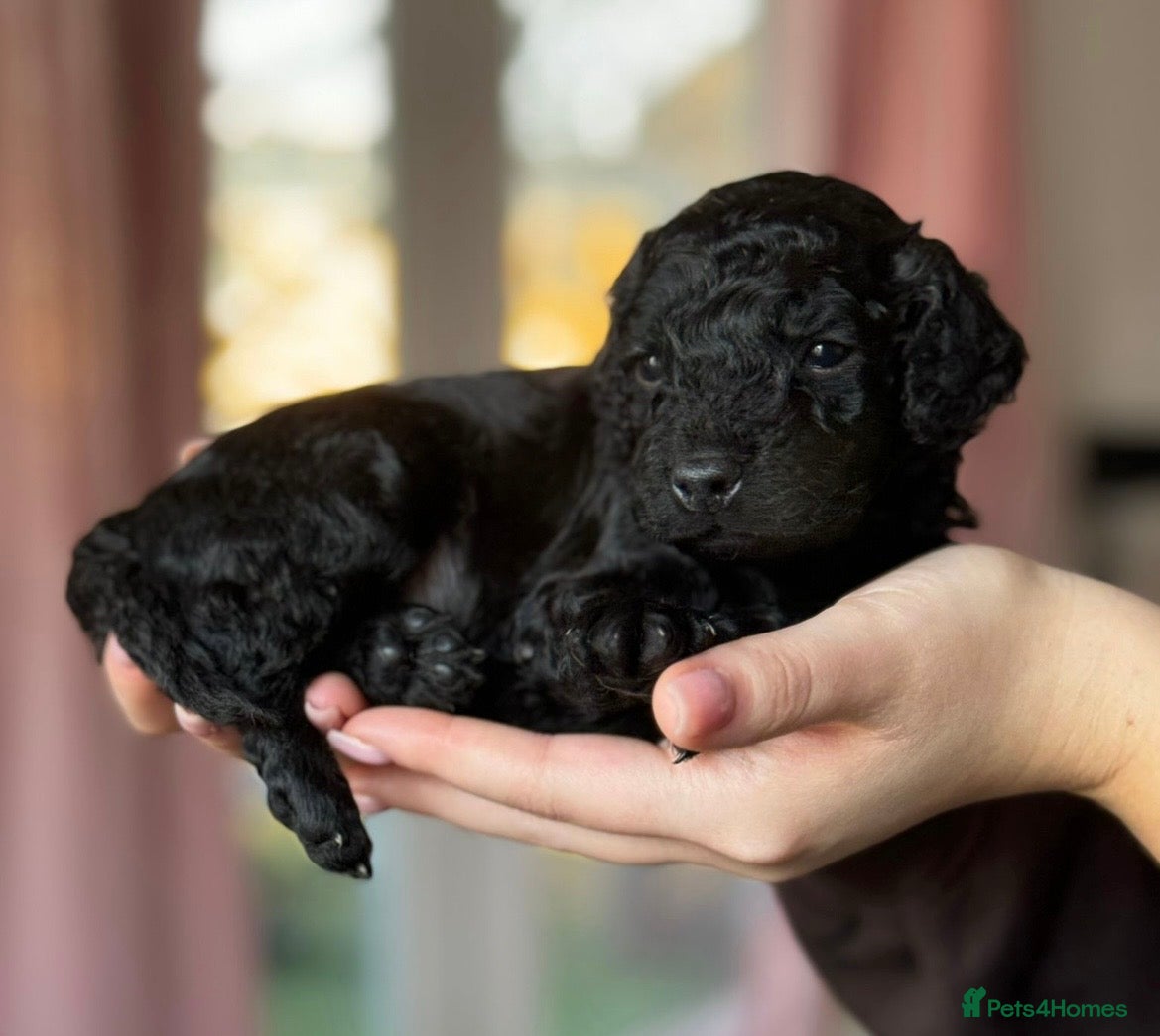 Cockapoo dogs Adorable Cockapoos For Forever Homes - Advert 5