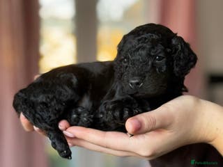 Cockapoo dogs Adorable Cockapoos For Forever Homes - Advert 9