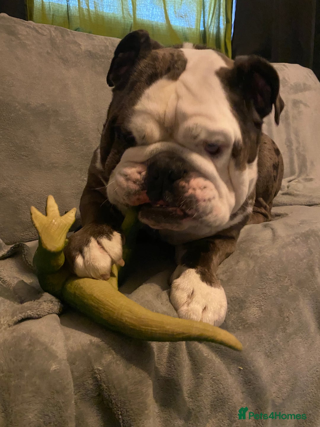 English Bulldog dogs for stud: Pure english bulldog stud - Advert 7