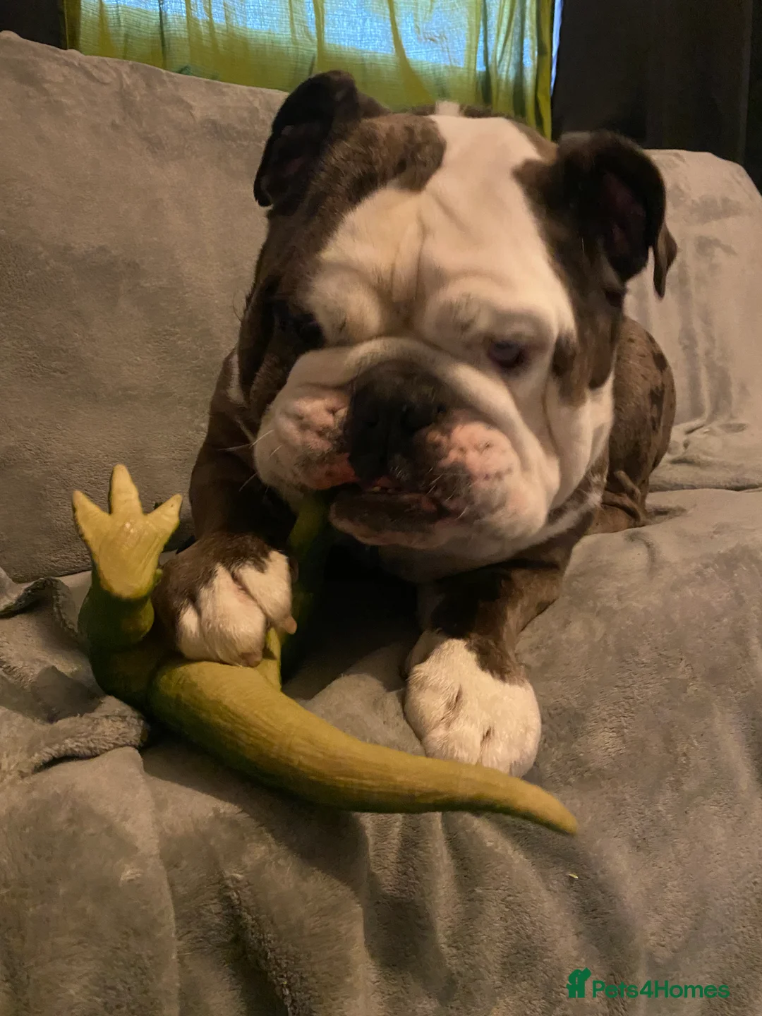 English Bulldog dogs for stud: Pure english bulldog stud - Advert 7