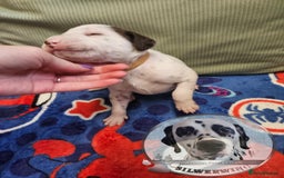 Dalmatian dogs for sale: 6 KC Dalmatian puppies Left - Image 19