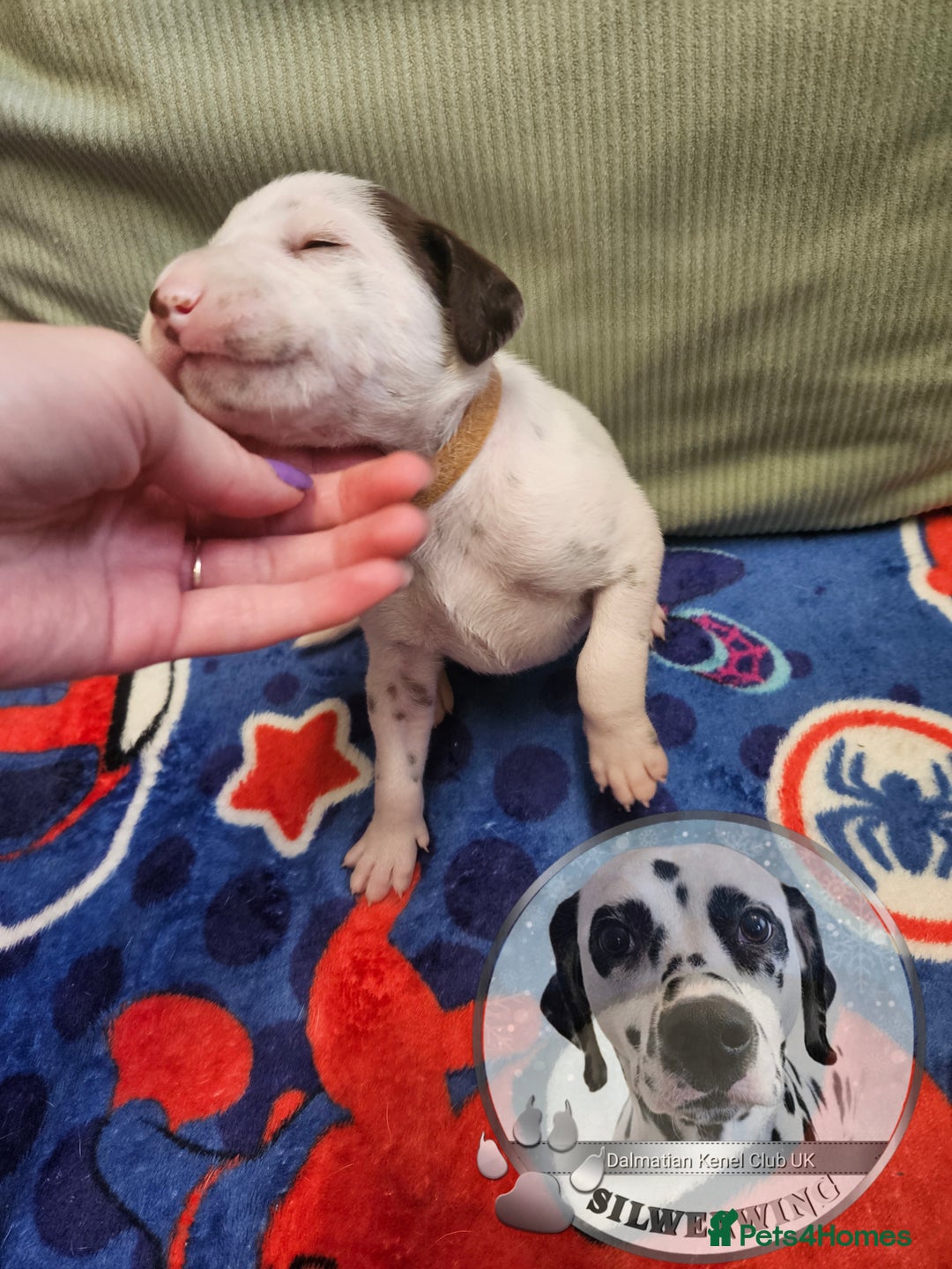 Dalmatian dogs for sale: 6 KC Dalmatian puppies Left - Image 19