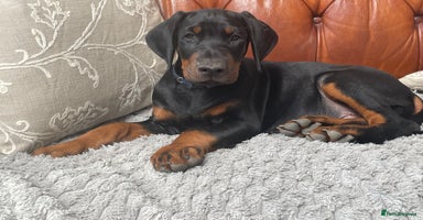 Dobermann dogs - Advert 1