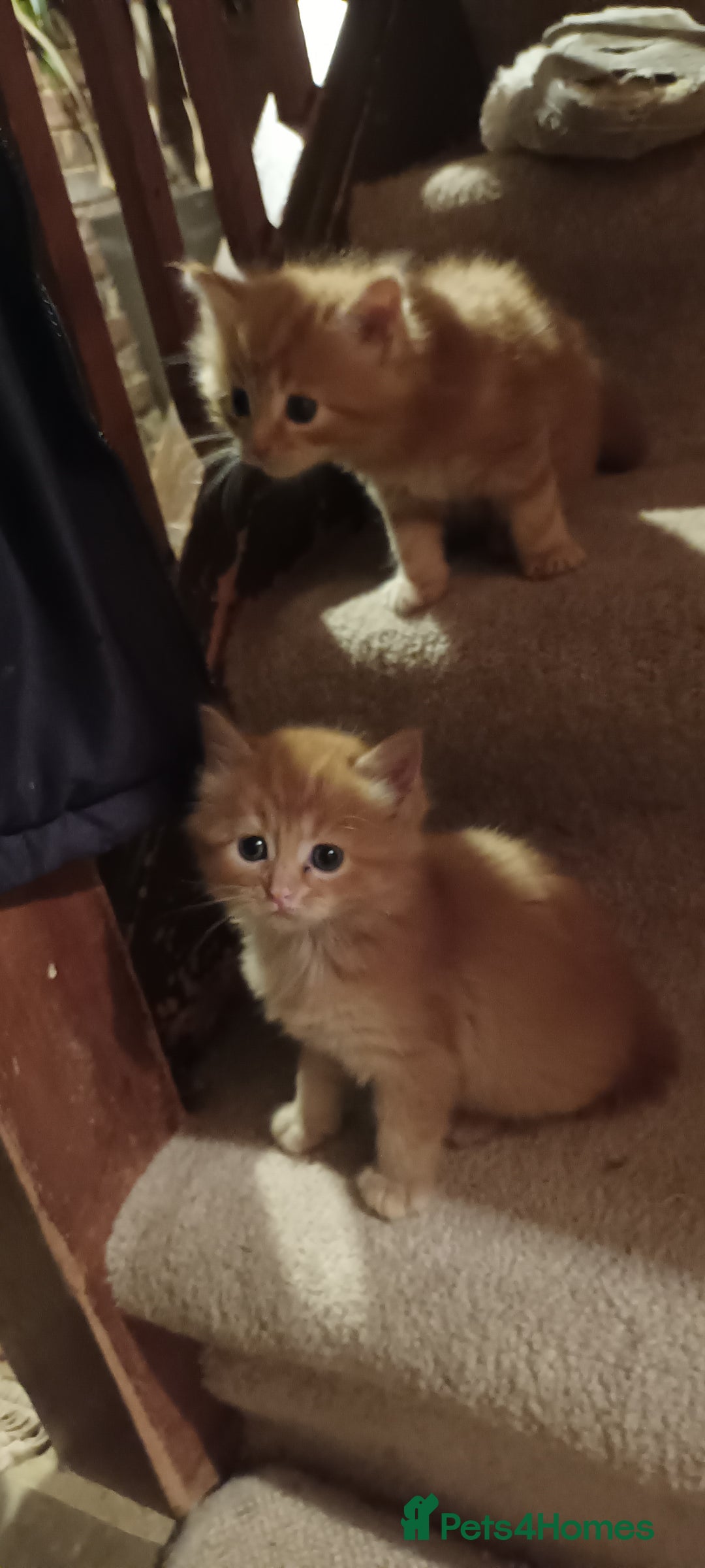 Persian cats for sale: Persian X Beautiful friendly ginger kittens  - Image 22