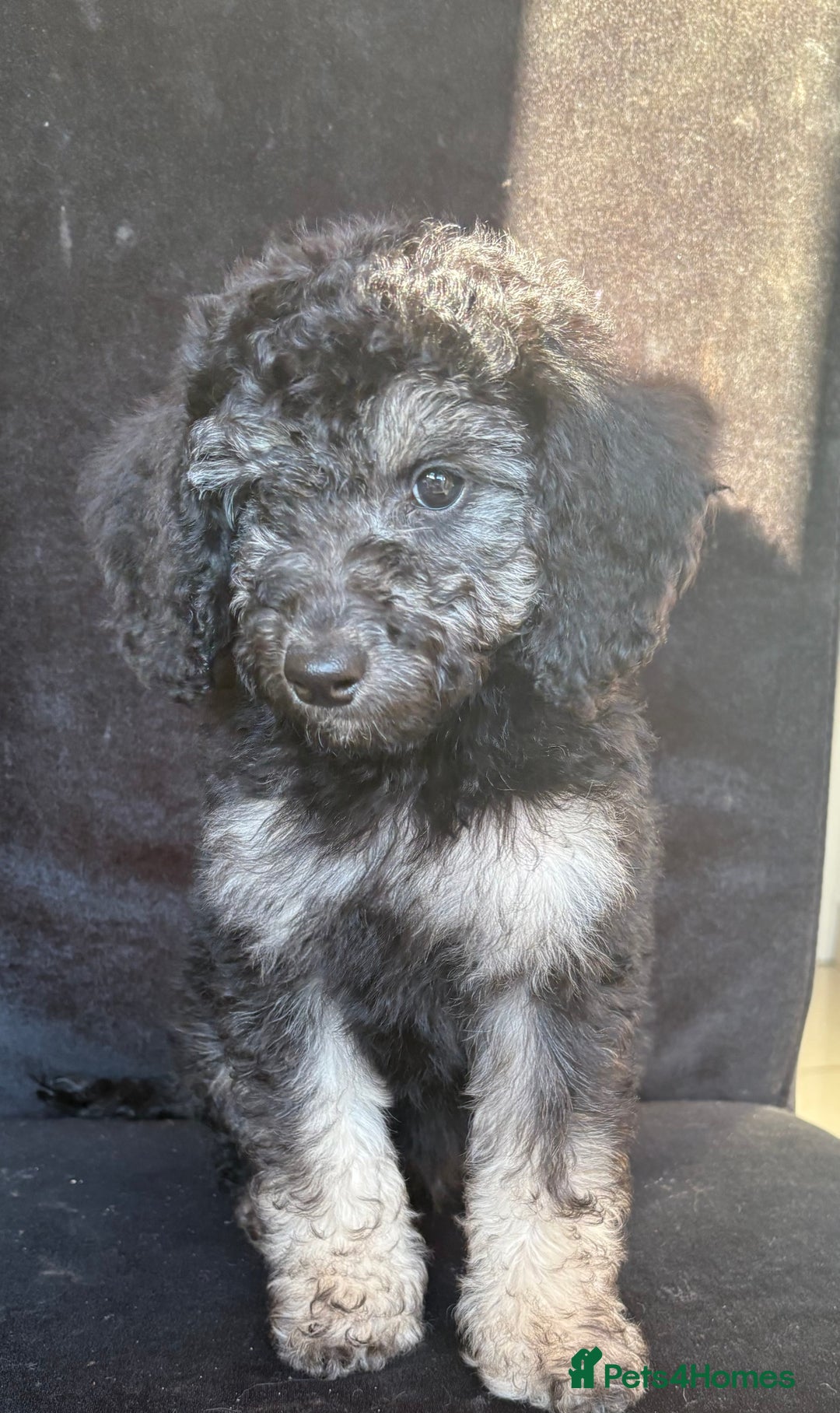 Miniature Poodle dogs for sale: 🐩🌈Miniature Merle poodle puppies 🌈🐶❤️ - Advert 14