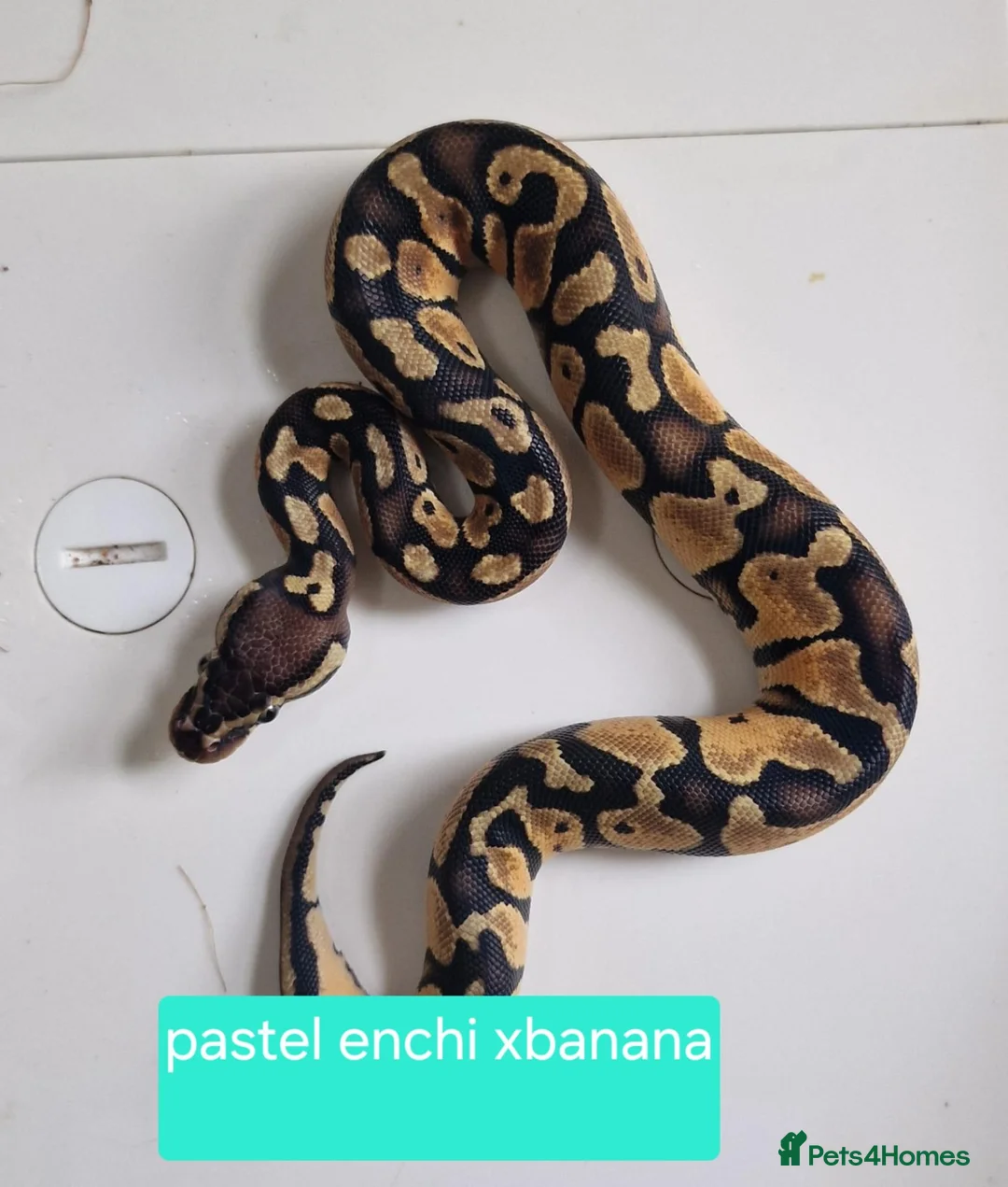 Python Snake reptiles for sale: Royal pythons in Dawlish - Advert 1