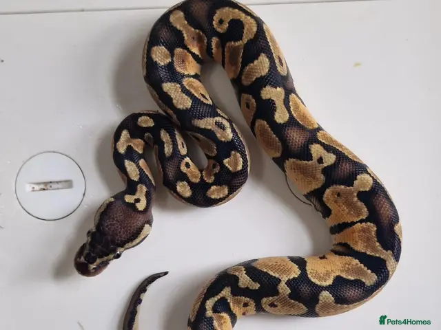 Python Snake reptiles for sale: Royal pythons - Advert 1