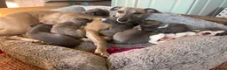 Whippet dogs for sale: Blue Whippet Pup  - Advert 3