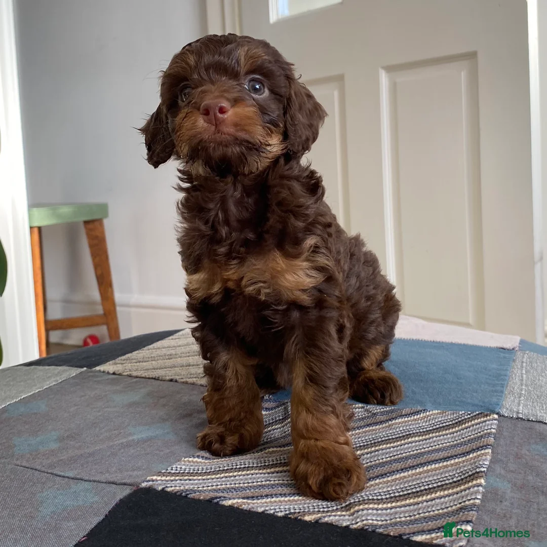 Cockapoo dogs for sale: Cockapoo puppies for sale. - Advert 2