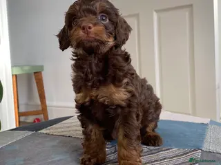 Cockapoo dogs Cockapoo puppies for sale. - Advert 18