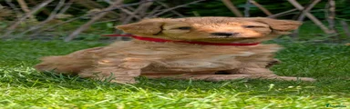 Apricot boy with white chest (red collar)