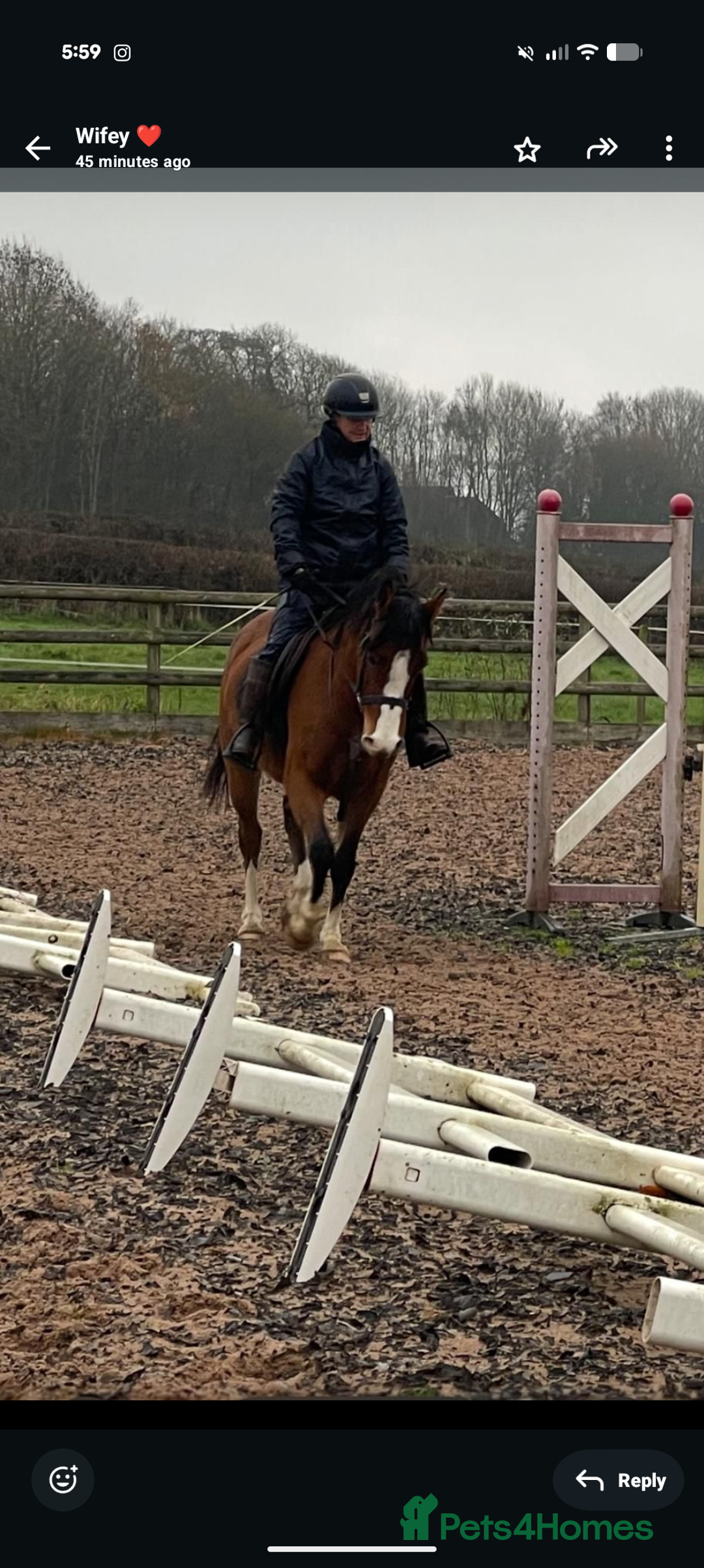 Welsh Section D horses for sale: Welsh D X Arab 4 year old - Advert 3