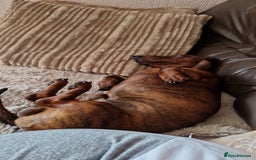 Dachshund dogs for stud: Red brindle daschund for stud - Image 4