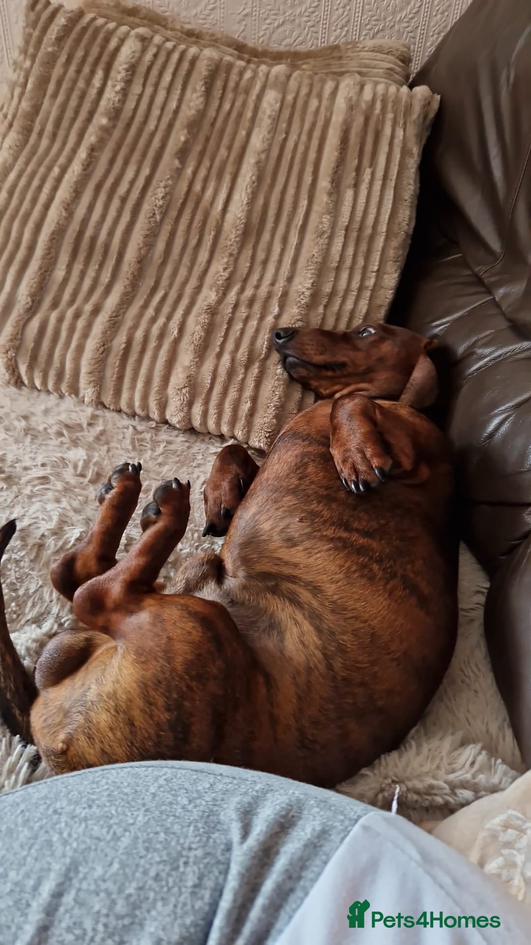 Dachshund dogs for stud: Red brindle daschund for stud - Image 4