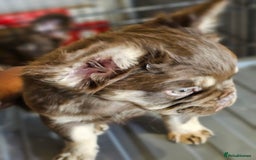French Bulldog dogs for sale: Chocolate Rojo tan fluffy French bulldog  - Image 6