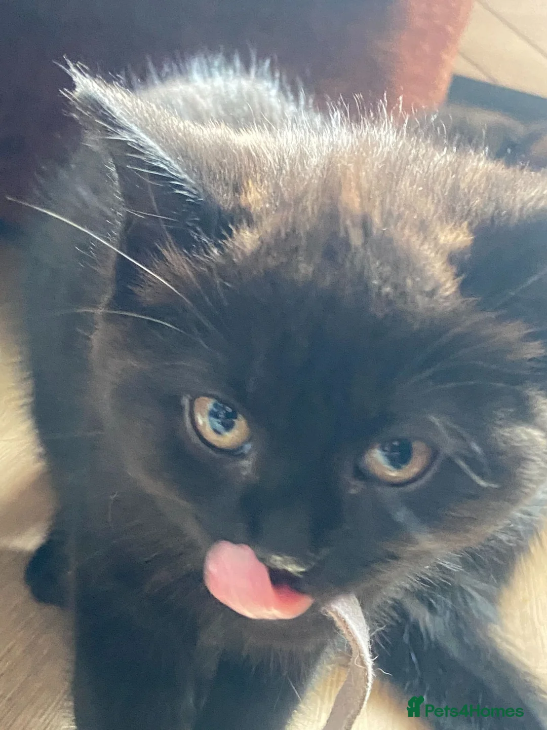 British Shorthair cats for sale: 4 beautiful fluffy kittens - Advert 2