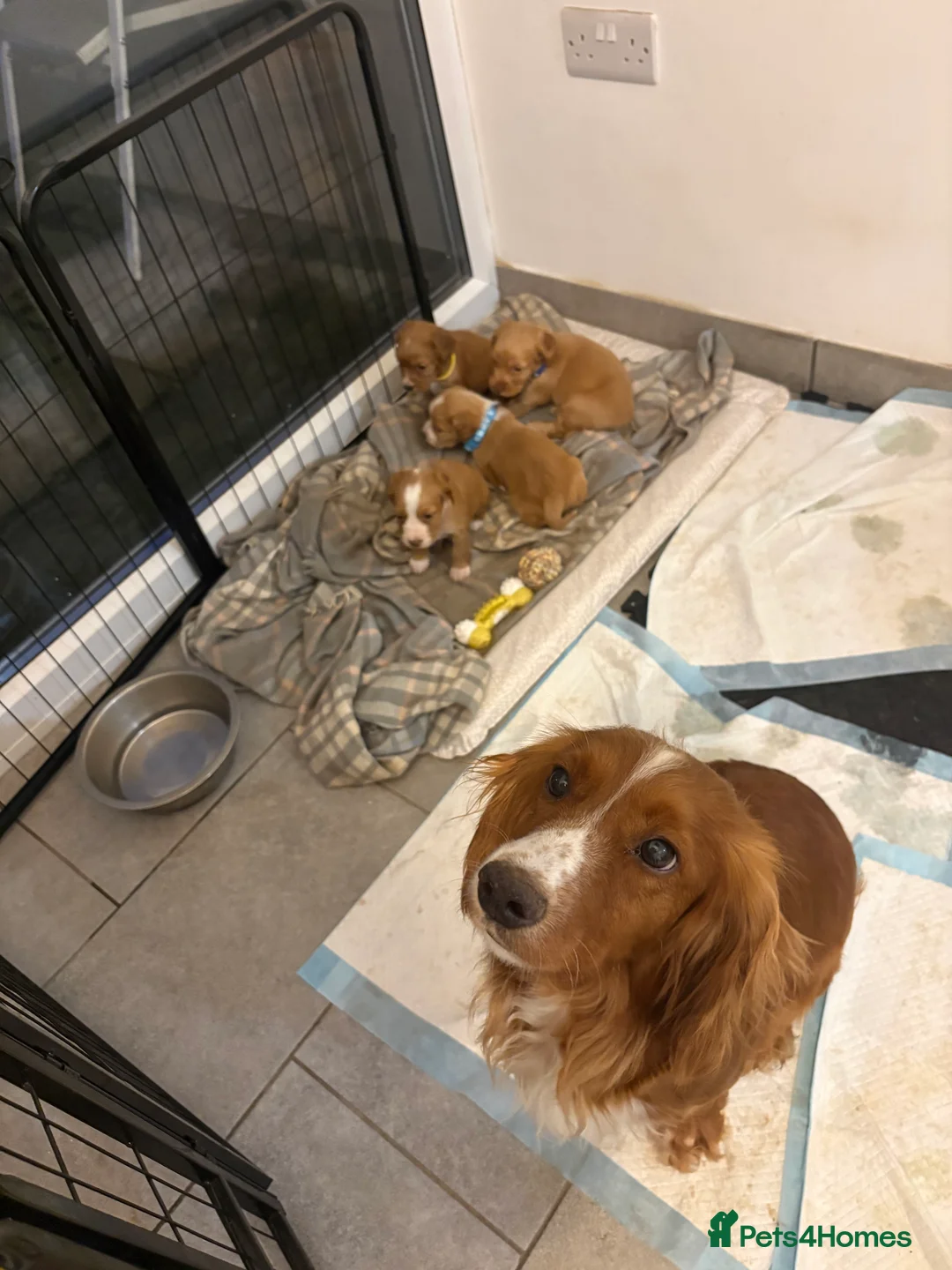 Cocker Spaniel dogs for sale: Cocker spaniel puppies  - Advert 2