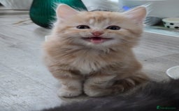 Scottish Fold cats for sale: Gorgeous fluffy Scottish Fold x DSH kittens - Image 2