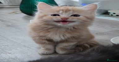 Scottish Fold cats - Advert 14