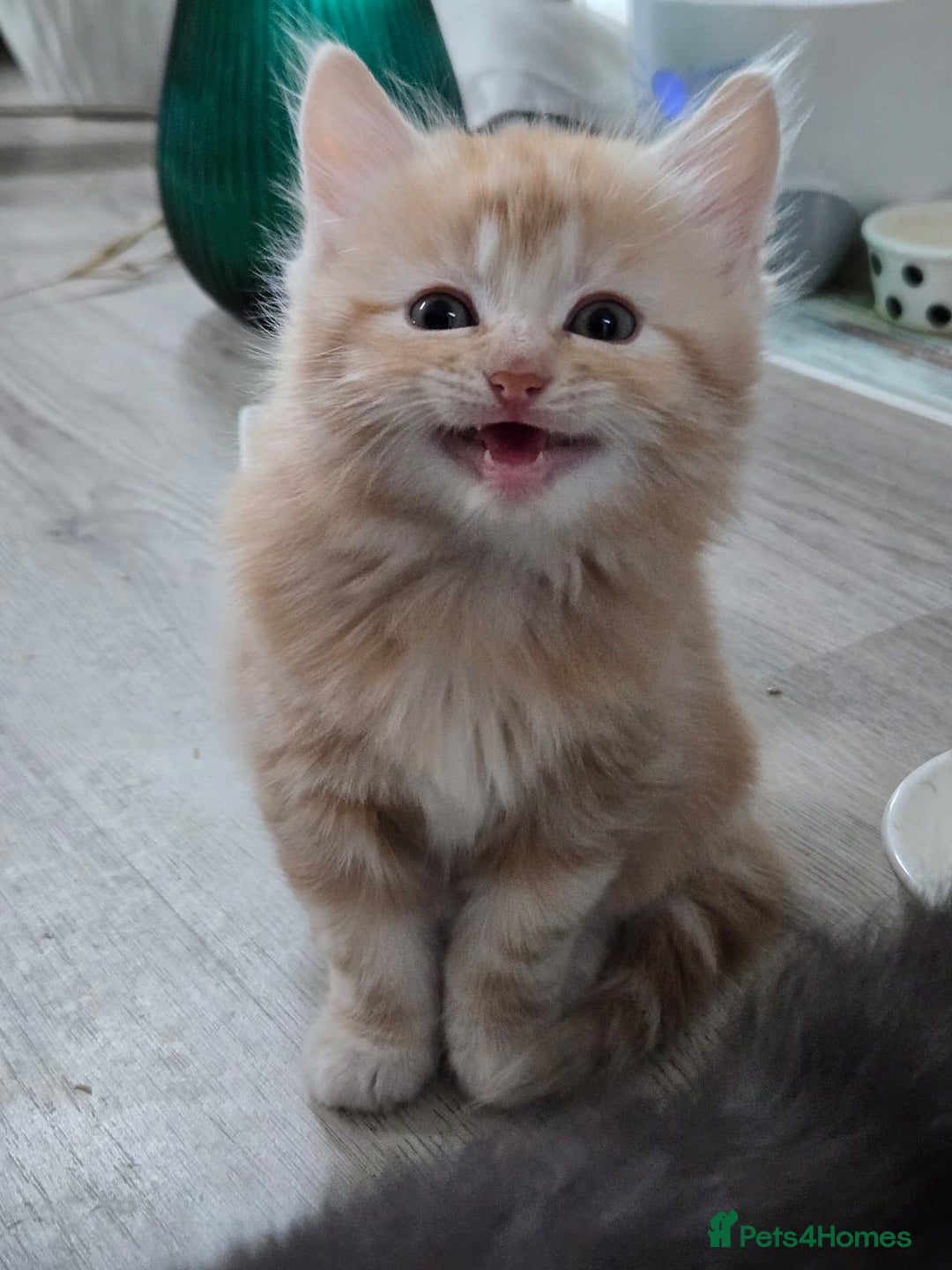Scottish Fold cats for sale: Gorgeous fluffy Scottish Fold x DSH kittens - Image 2