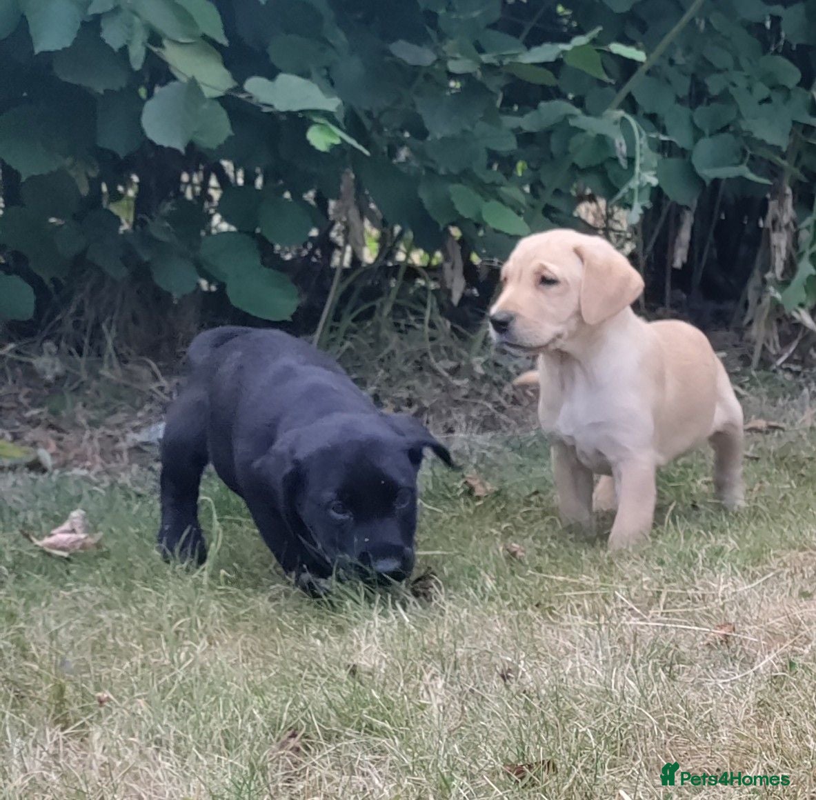 Labrador Retriever dogs Wonderful Labrador pups for sale  - Advert 1