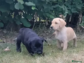 Labrador Retriever dogs Wonderful Labrador pups for sale - Advert 1