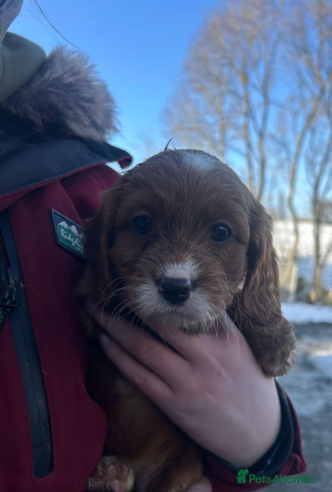 Cockapoo dogs for sale: Gorgeous Fox Red Cockapoo Girls  - Advert 6
