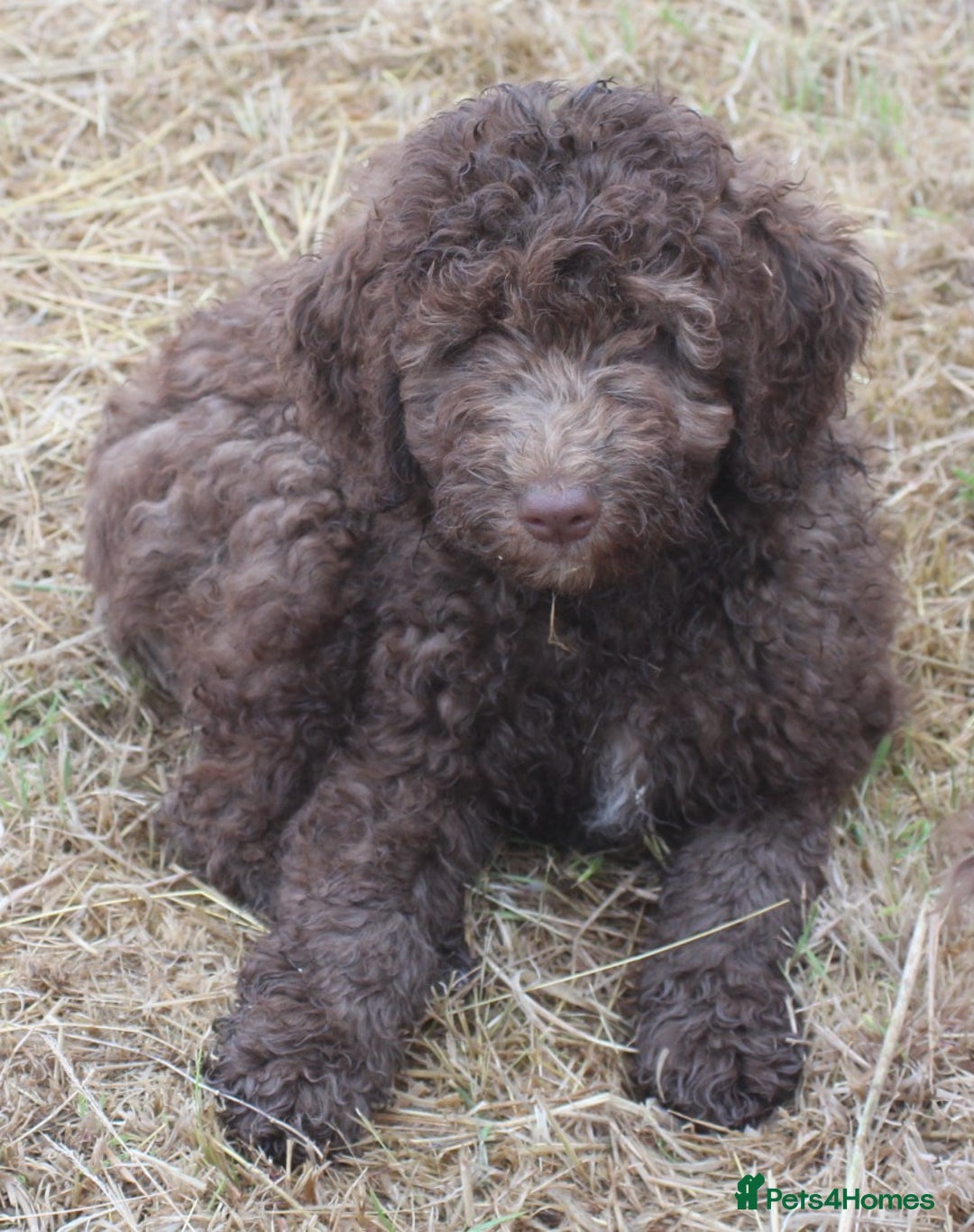 Labradoodle dogs for sale: Outstanding Part Trained Labradoodles F1b - Image 8