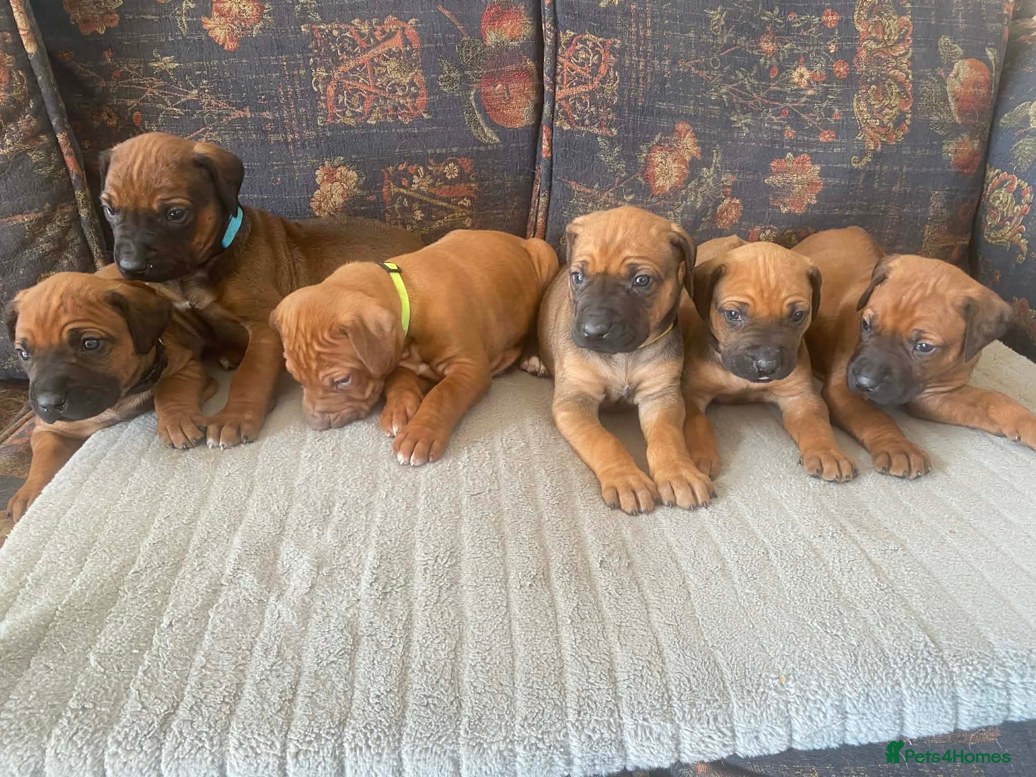 Rhodesian Ridgeback dogs KC reg Ridgeback puppies - Advert 2
