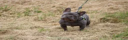 French Bulldog dogs for stud: Lilac testable fluffy frenchie French bulldog stud - Advert 6