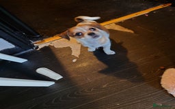 Mixed Breed dogs for sale: Female puppy for sale  - Image 2