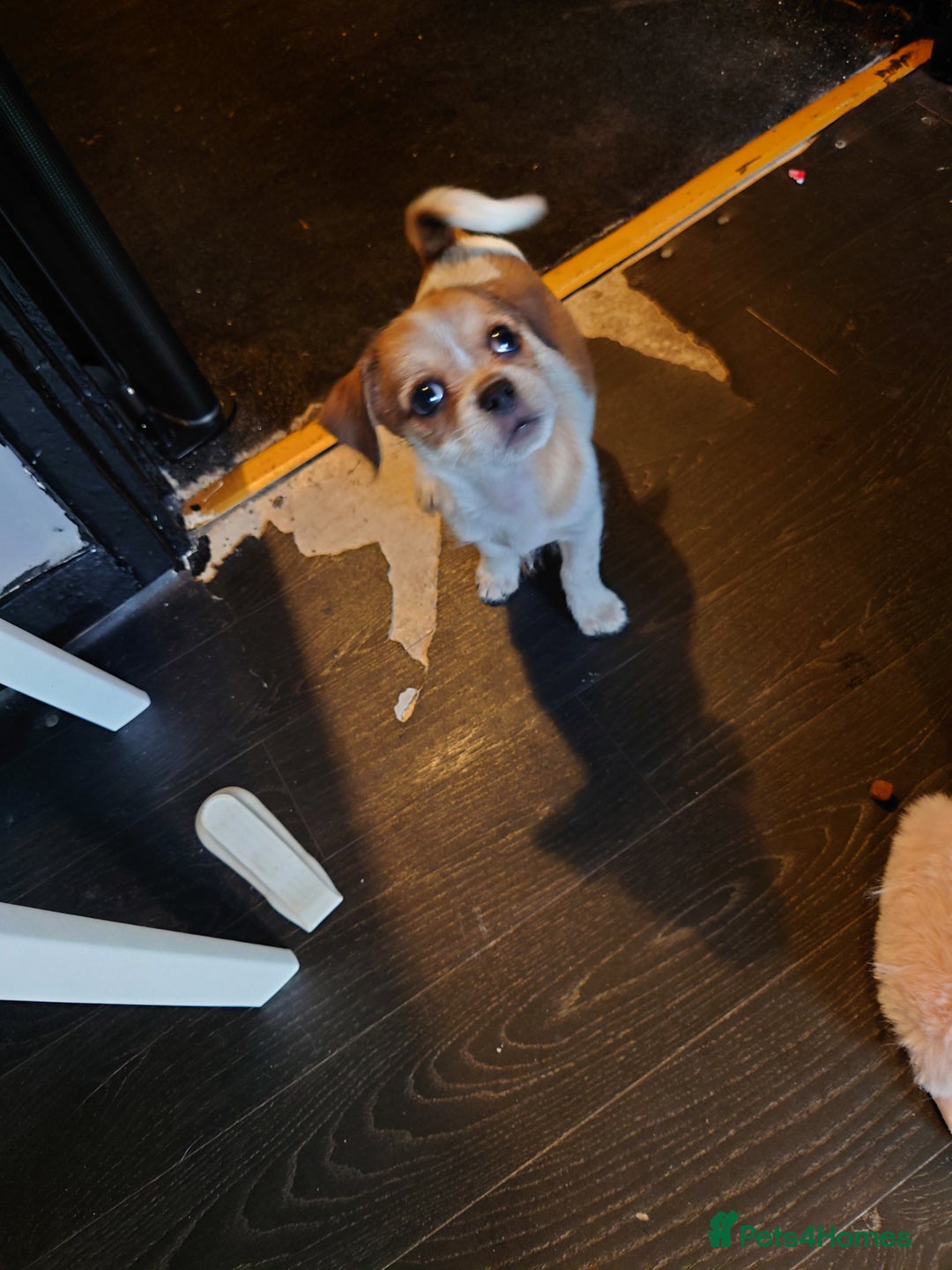 Mixed Breed dogs for sale: Female puppy for sale  - Image 2