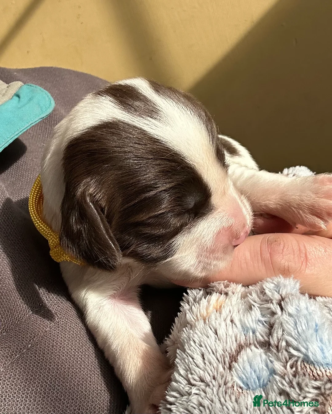 English Springer Spaniel dogs for sale: Stunning KC Reg ESS puppies with FTCH sire. - Advert 11