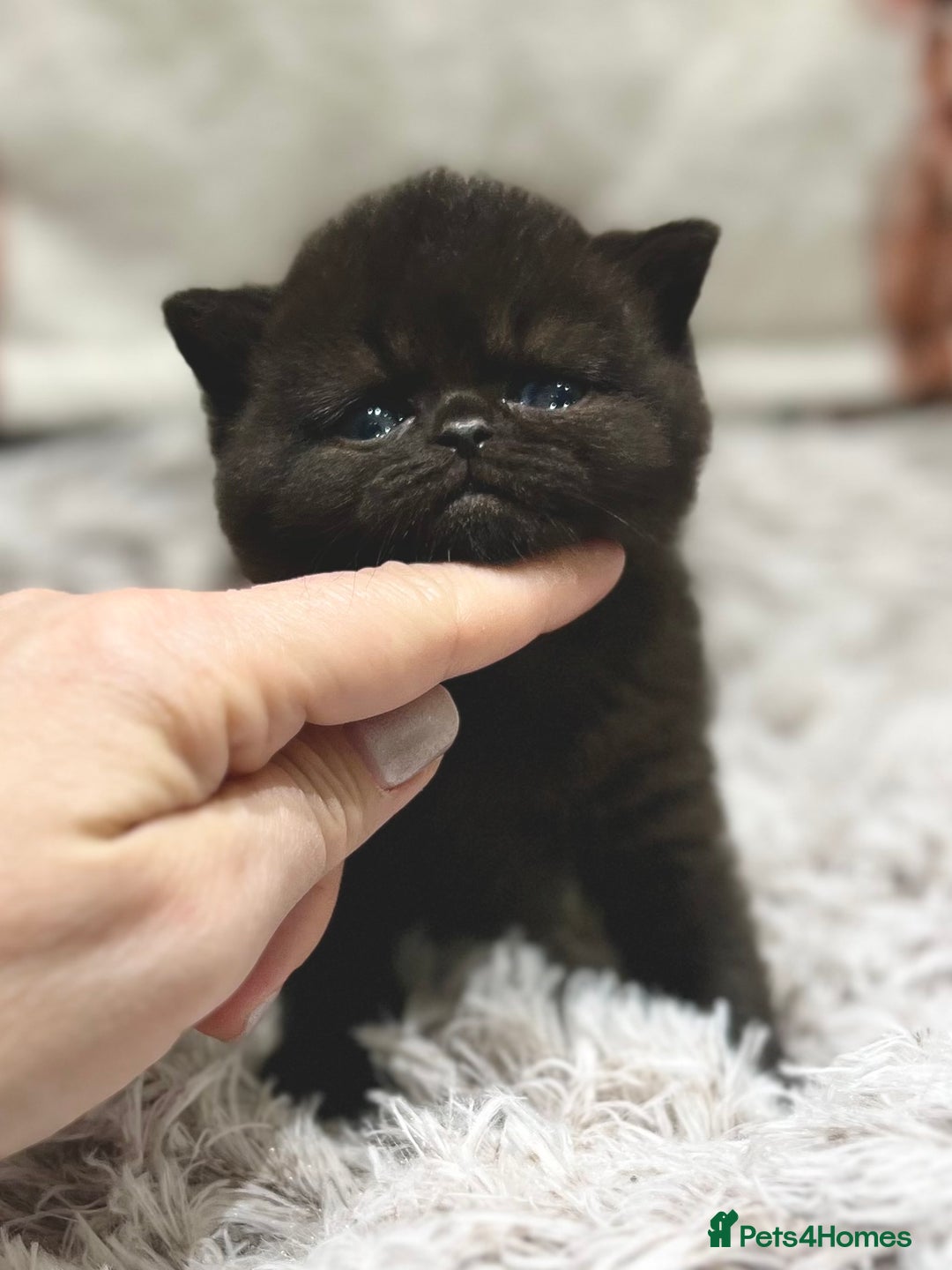 British Shorthair cats for sale: Exceptional BSH Girls, Champion Bloodlines - Advert 19