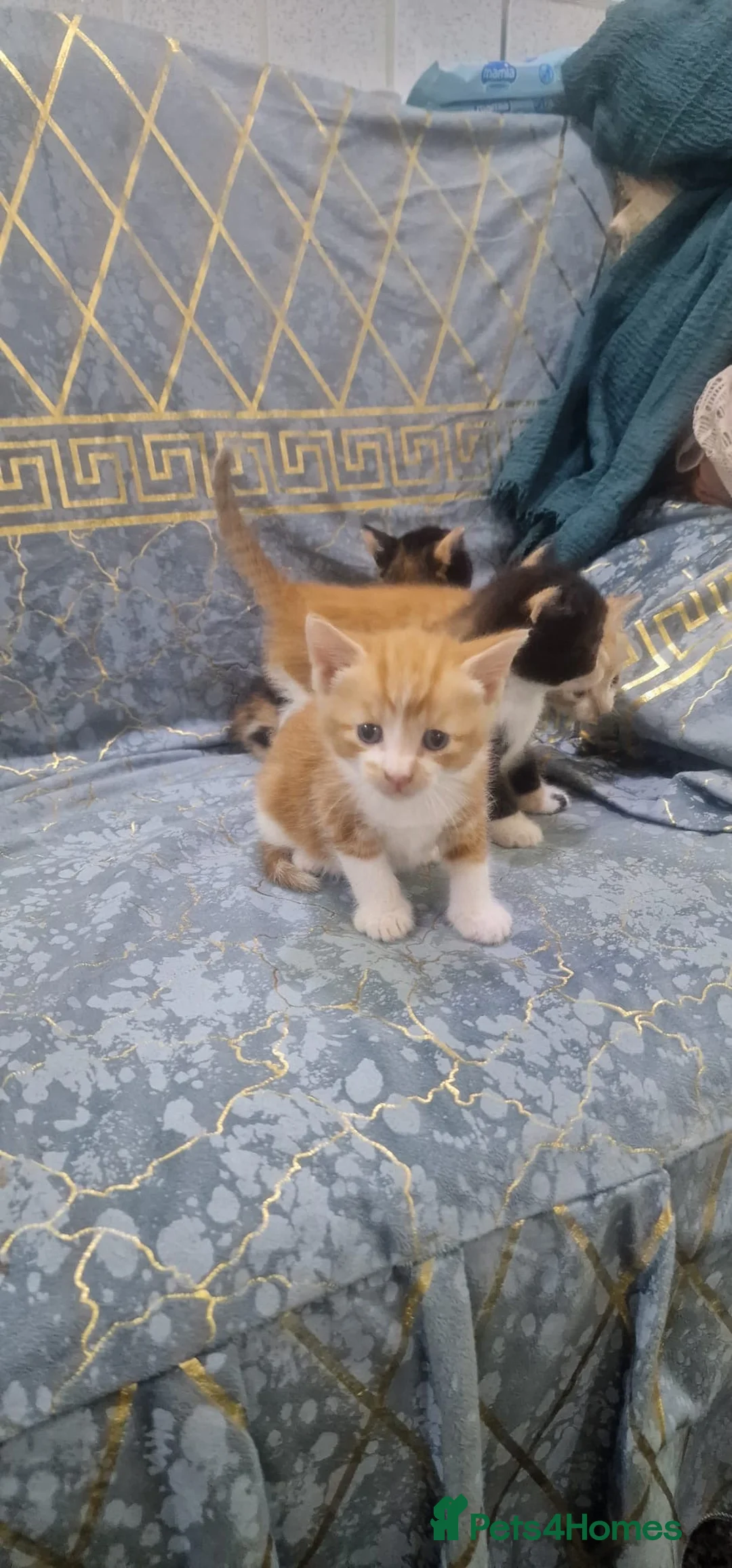Mixed Breed cats for sale: 6 beautiful kittens for sale £200 EACH! - Advert 2