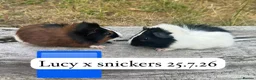 Guinea Pig rodents for sale: Gorgeous baby guinea pigs. Sheffield in Sheffield - Advert 5