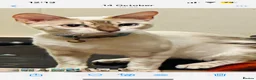 Bengal cats for sale: Stunning Bengal Kittens  - Advert 24