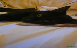 Domestic Shorthair cats for sale: Kittens looking for their forever home 🩷🩵🩷 - Image 3