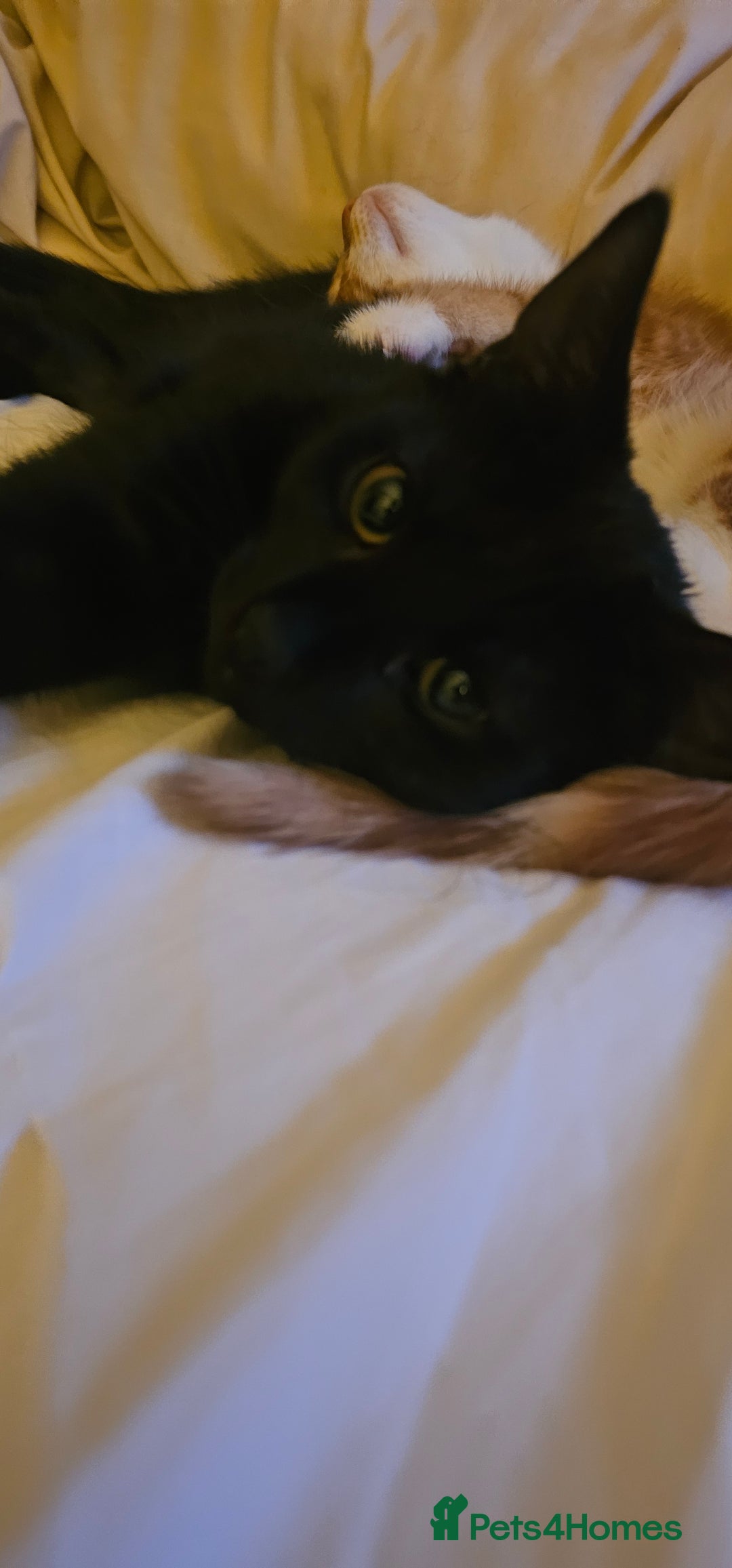 Domestic Shorthair cats for sale: Kittens looking for their forever home 🩷🩵🩷 - Image 3