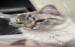 Ragdoll cats for sale: Female Lynx Ragdoll  - Image 4