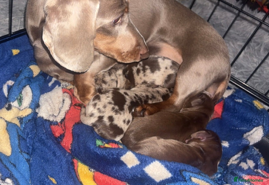 Miniature Dachshund dogs for sale: Stunning smooth haired miniature dachshund puppies - Advert 4