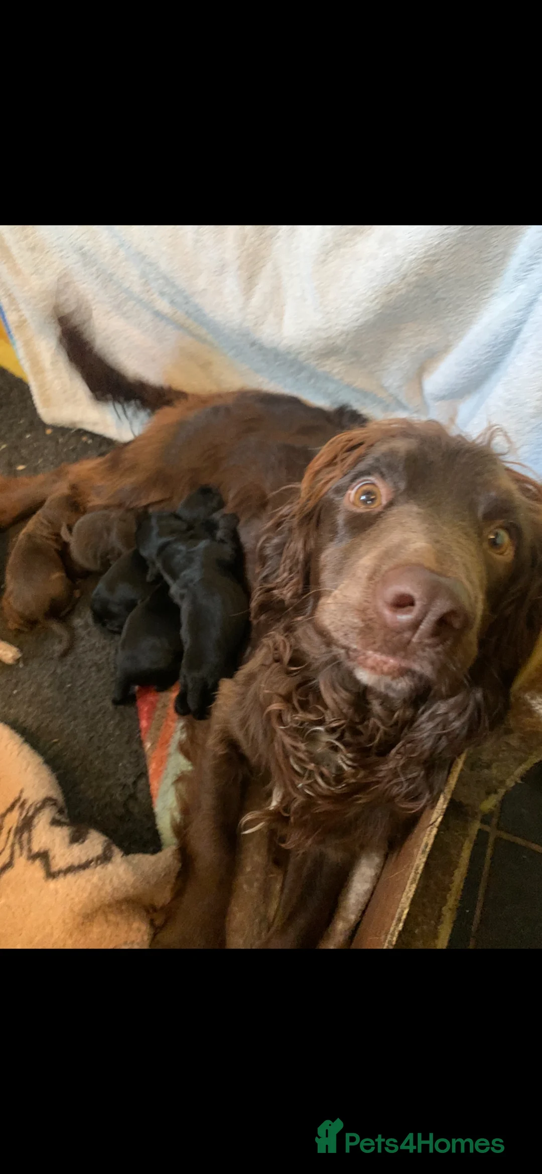 Sprocker dogs for sale: Fantastic Sprocker pups - Advert 13