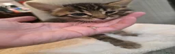 Bengal cats for sale: Beautiful Bengal Kittens – Loving Homes Only  - Advert 7