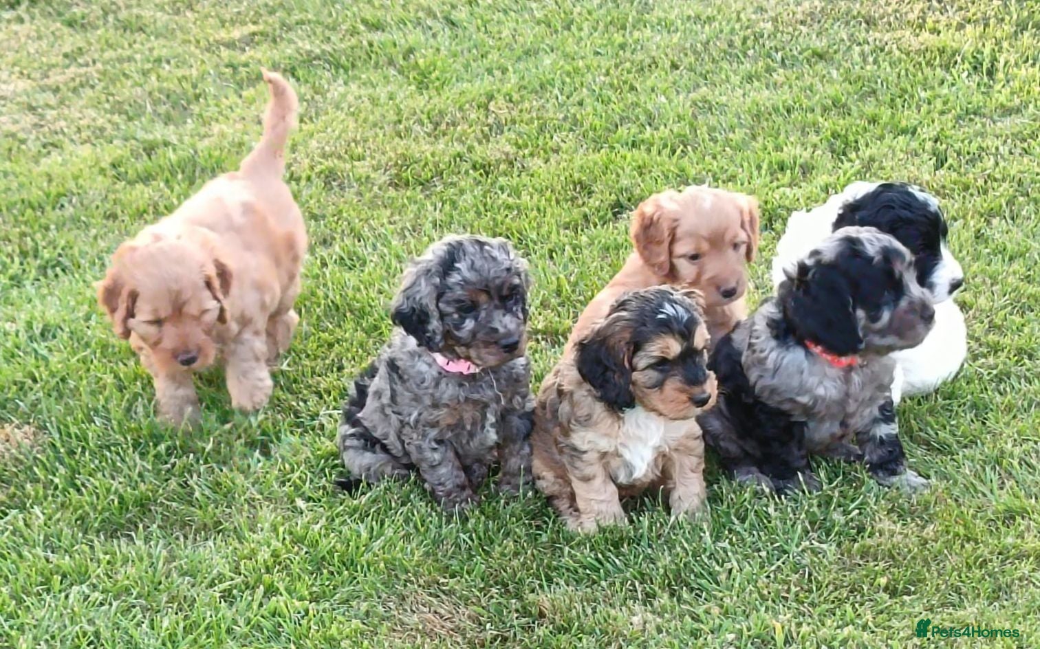 Cockapoo dogs Gorgeous F2 Cockapoo puppies Health Tested parents - Advert 9