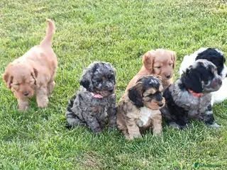 Cockapoo dogs Gorgeous F2 Cockapoo puppies Health Tested parents - Advert 16
